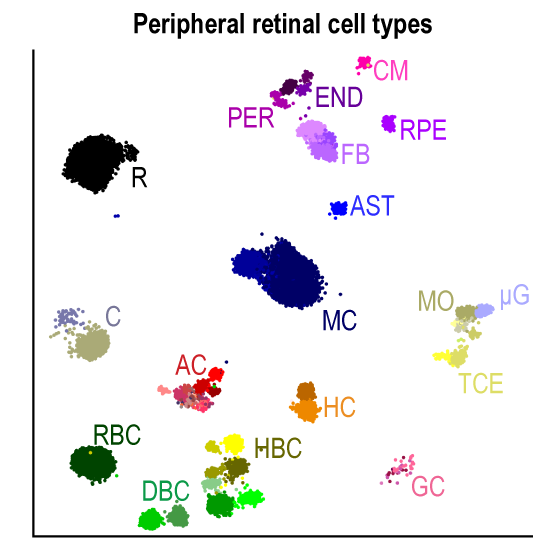 Atlas_of_the_human_retina_showing_individual_cells__dots__of_different_types__colors_.png