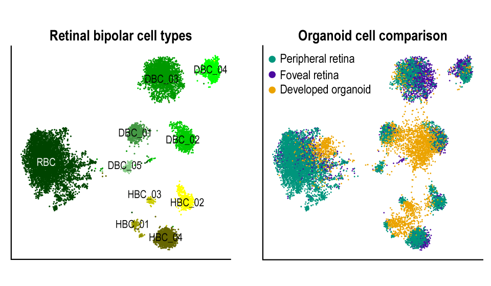 Left_set_of_related_cell_types_from_the_adult_human_retina_Right__organoid_cells_compared_to_the_real_retina.png